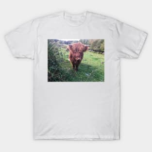 Scottish Highland Cattle Calf 2113 T-Shirt